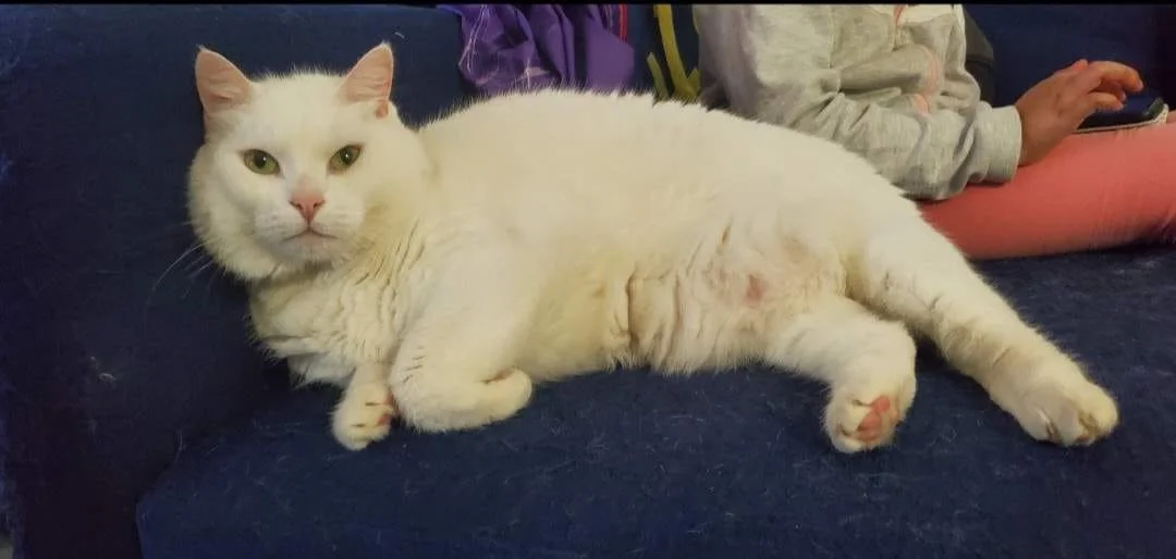 Chat blanc allongé sur un canapé bleu, avec une personne en arrière-plan utilisant une tablette.