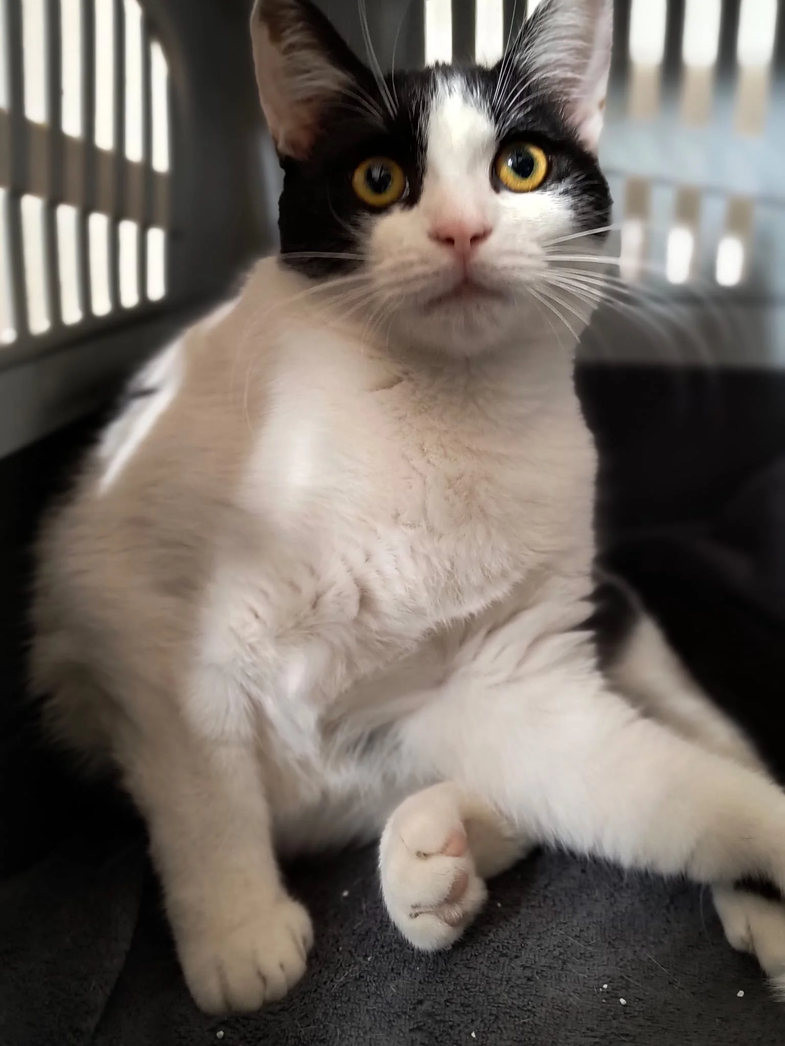 Chat noir et blanc avec des yeux jaunes, assis à l'intérieur d'une cage