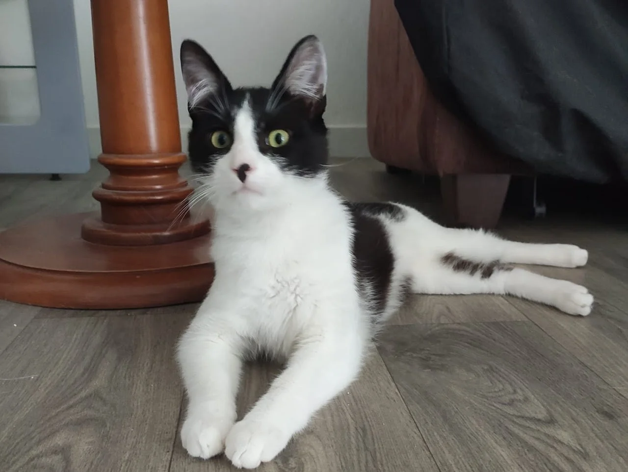 Chat noir et blanc allongé sur un sol en bois, près d'une table en bois et d'un canapé