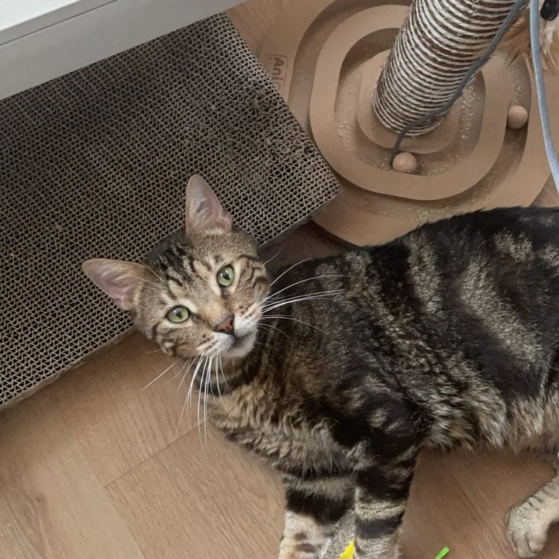 Un chat tacheté avec des yeux verts regardant vers la caméra, près d'une grille en métal et d'un arbre à chat en bois.