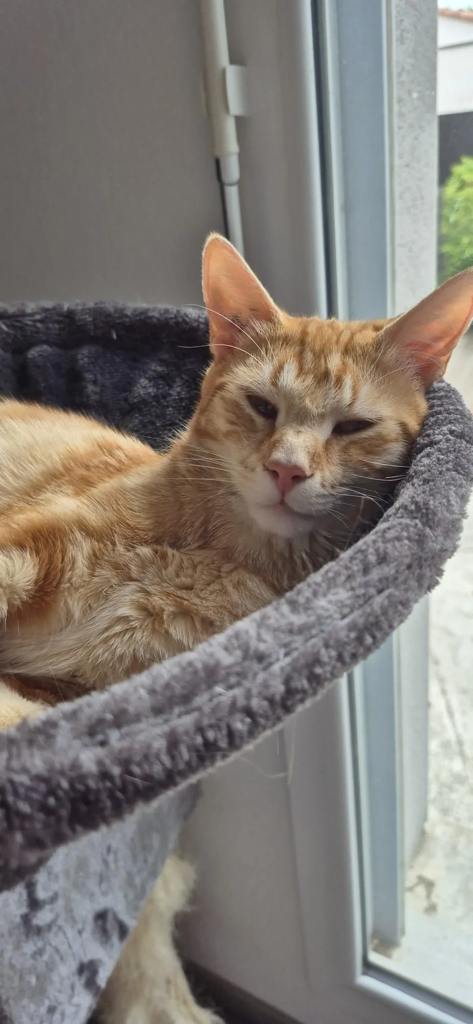 Un chat orange relaxé allongé dans un panier à l'intérieur près d'une fenêtre.