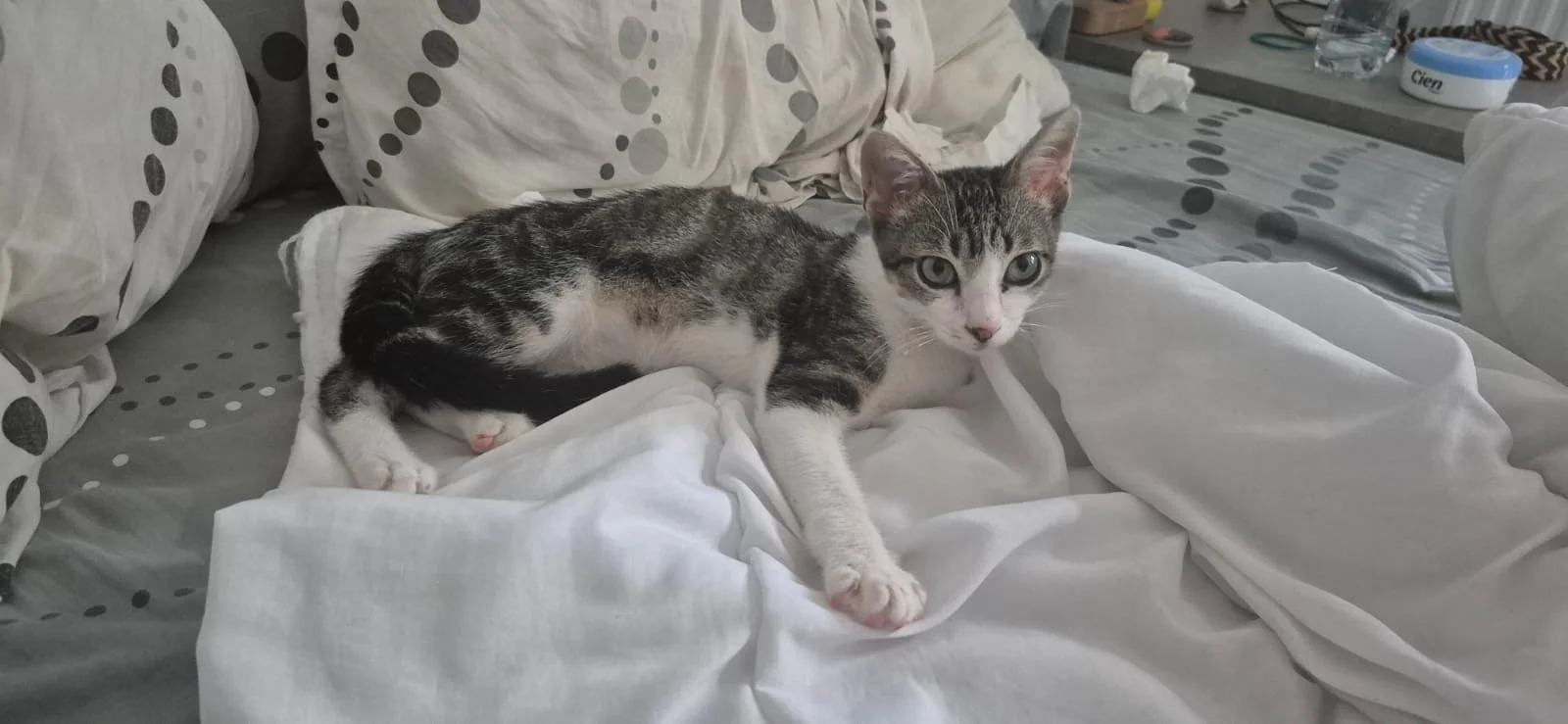 Jeune chat gris et blanc couché sur un lit avec des draps blancs, regardant vers l'objectif.