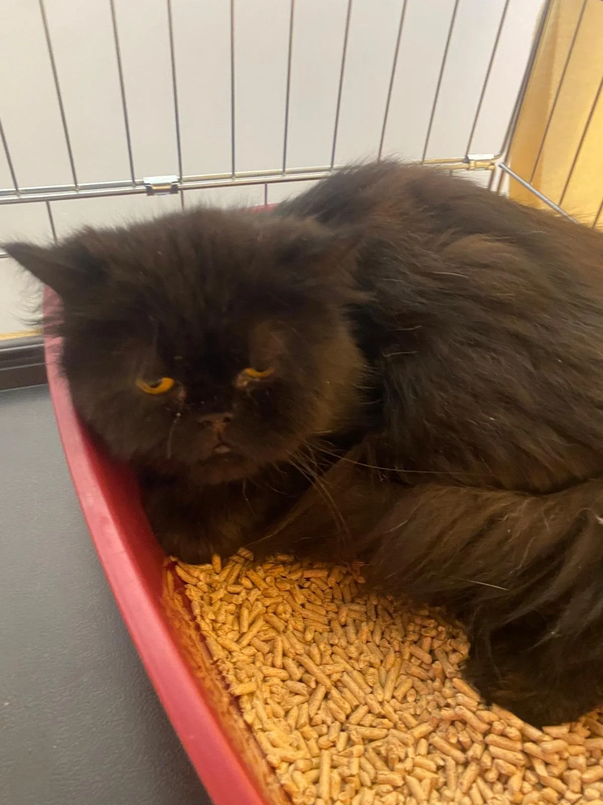 Un chat noir allongé dans une caisse contenant des granulés pour animaux.