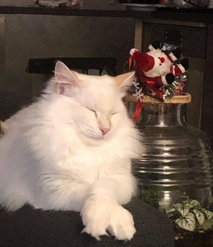 Un chat blanc aux yeux fermés, posé sur une surface sombre, avec une décoration de Noël en forme de renne derrière lui.