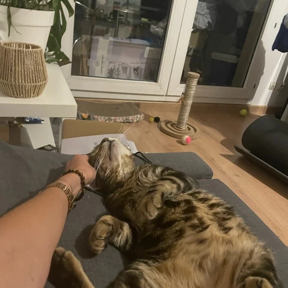 Un chat tacheté allongé sur un canapé en train de se faire caresser par une personne.