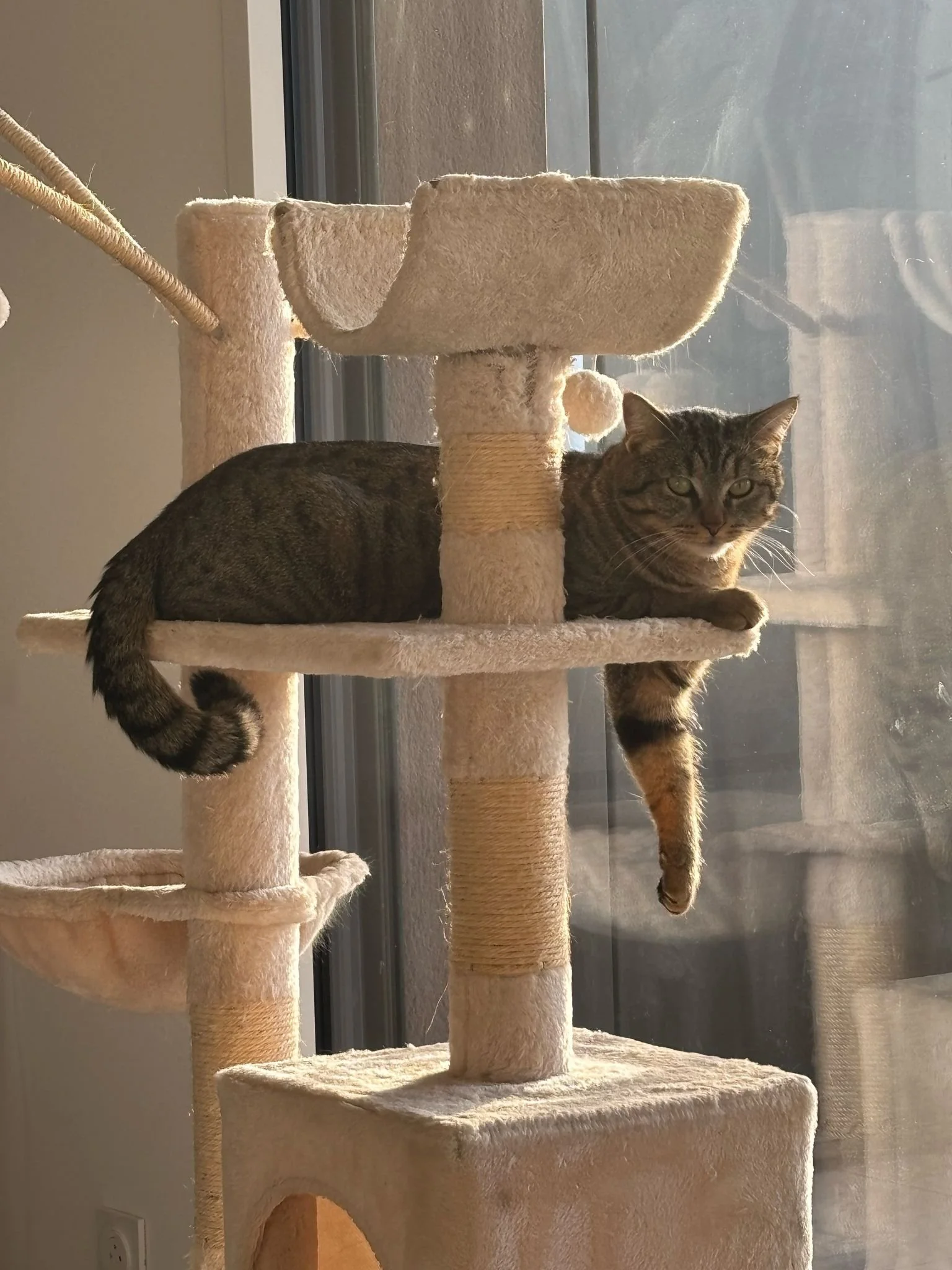Un chat tigré allongé sur un arbre à chat beige près d'une fenêtre