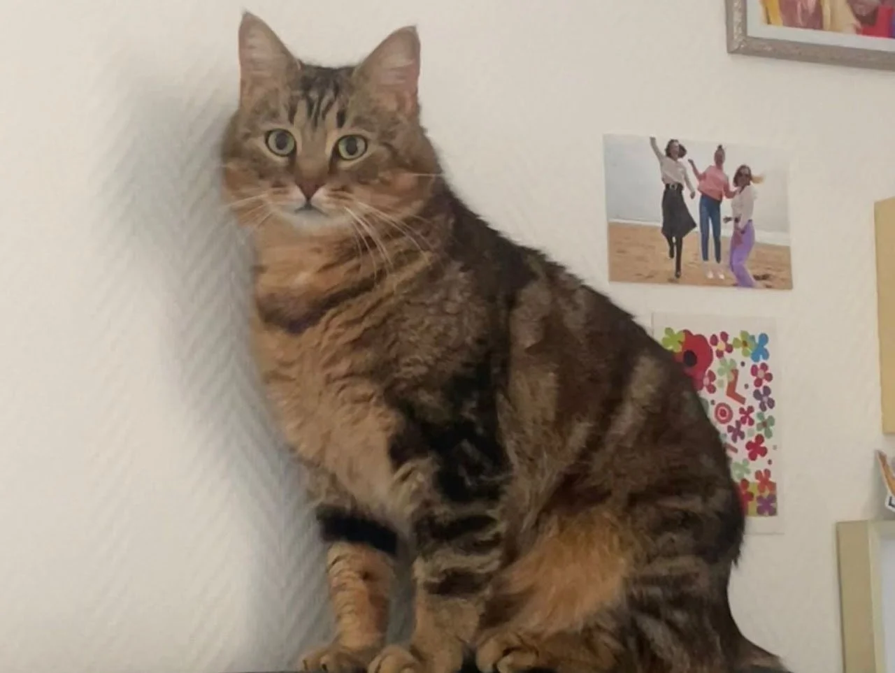 Un chat tacheté assis contre un mur blanc avec des photos et dessins accrochés dessus.