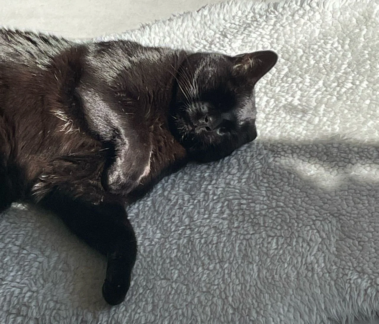 Chat noir allongé sur une couverture grise, en train de dormir.