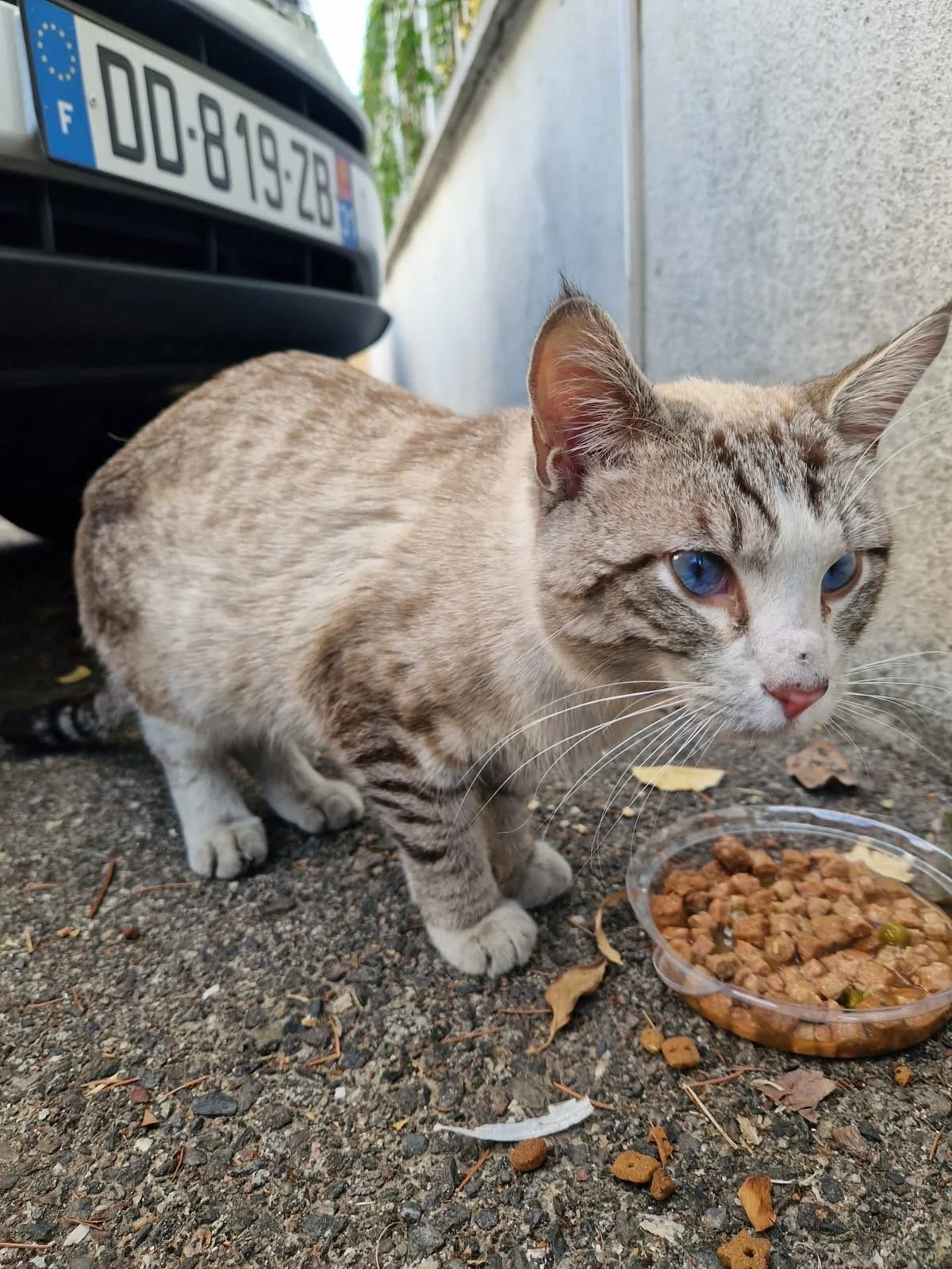 Un chat tacheté avec des yeux bleus mangeant dans un bol de nourriture pour chat sur un sol en gravier à côté d'une voiture.