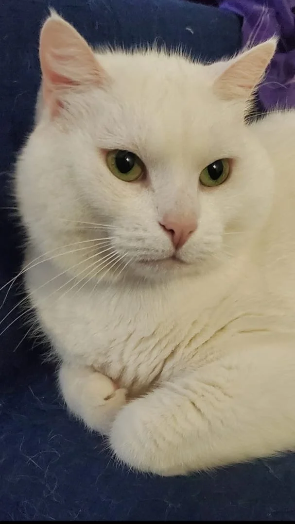 Chat blanc aux yeux verts couché sur un tissu foncé.