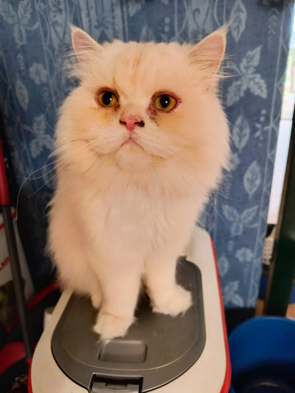 Chat blanc avec des yeux jaunes, assis sur une surface en plastique, avec un fond bleu avec un motif floral.