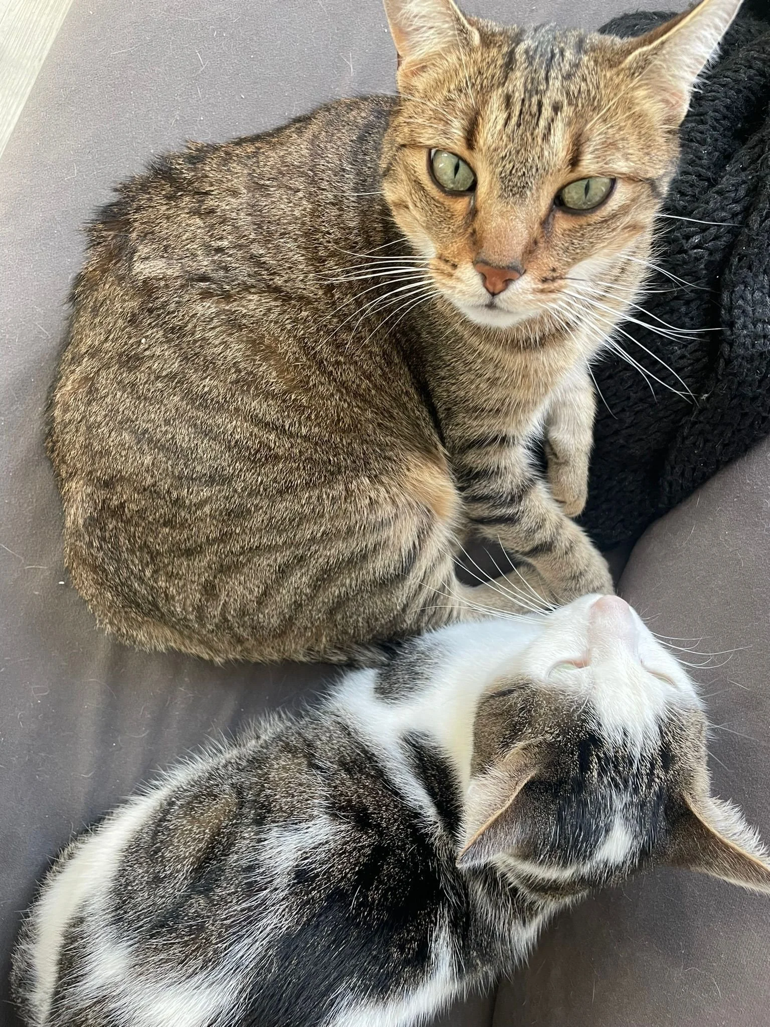 Deux chats, un gris tacheté et un gris et blanc, assis côte à côte sur un canapé.