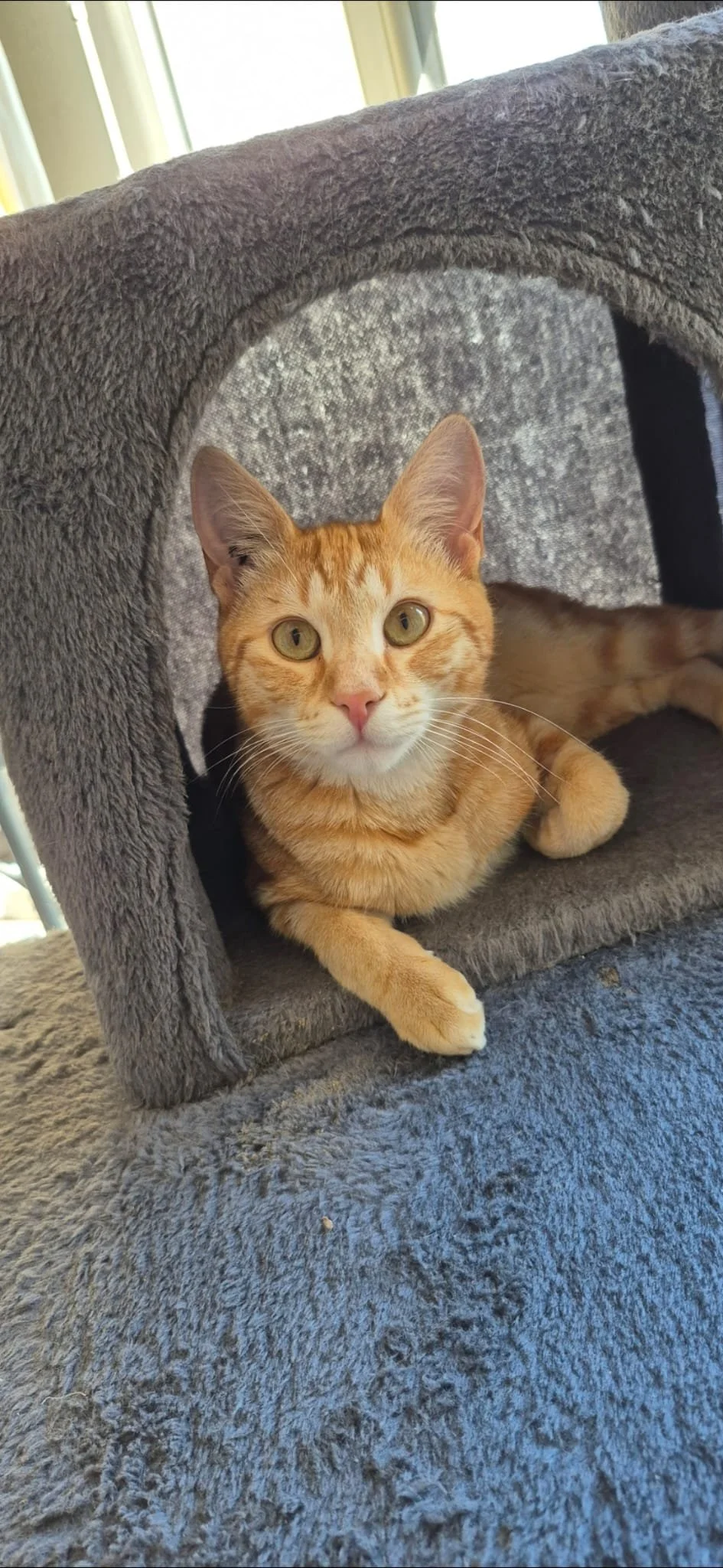 Un chat orange tigré allongé dans une petite maison en peluche gris clair.