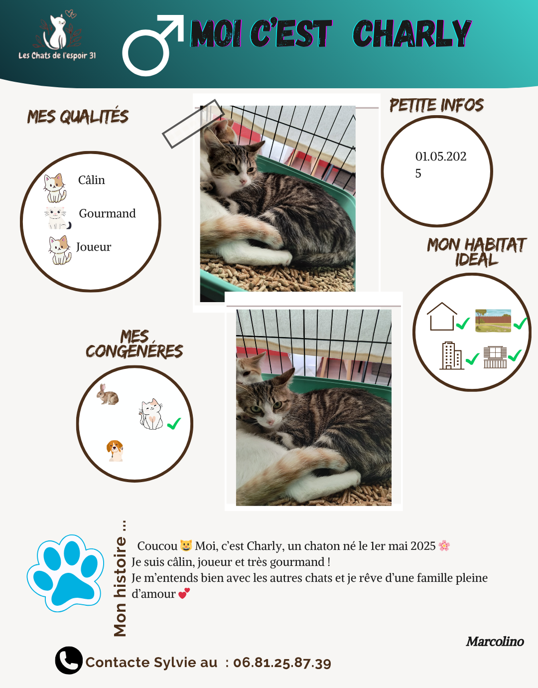 profile d'un chat nommé Charly, né le 1er mai 2025, décrivant ses qualités de câlin, joueur, gourmande, avec deux photos de lui, ses congénères (un lapin et un autre chat), ses préférences d'habitat et une description personnelle, signé Marcolino, avec contact Sylvie et une icône de patte de chat.