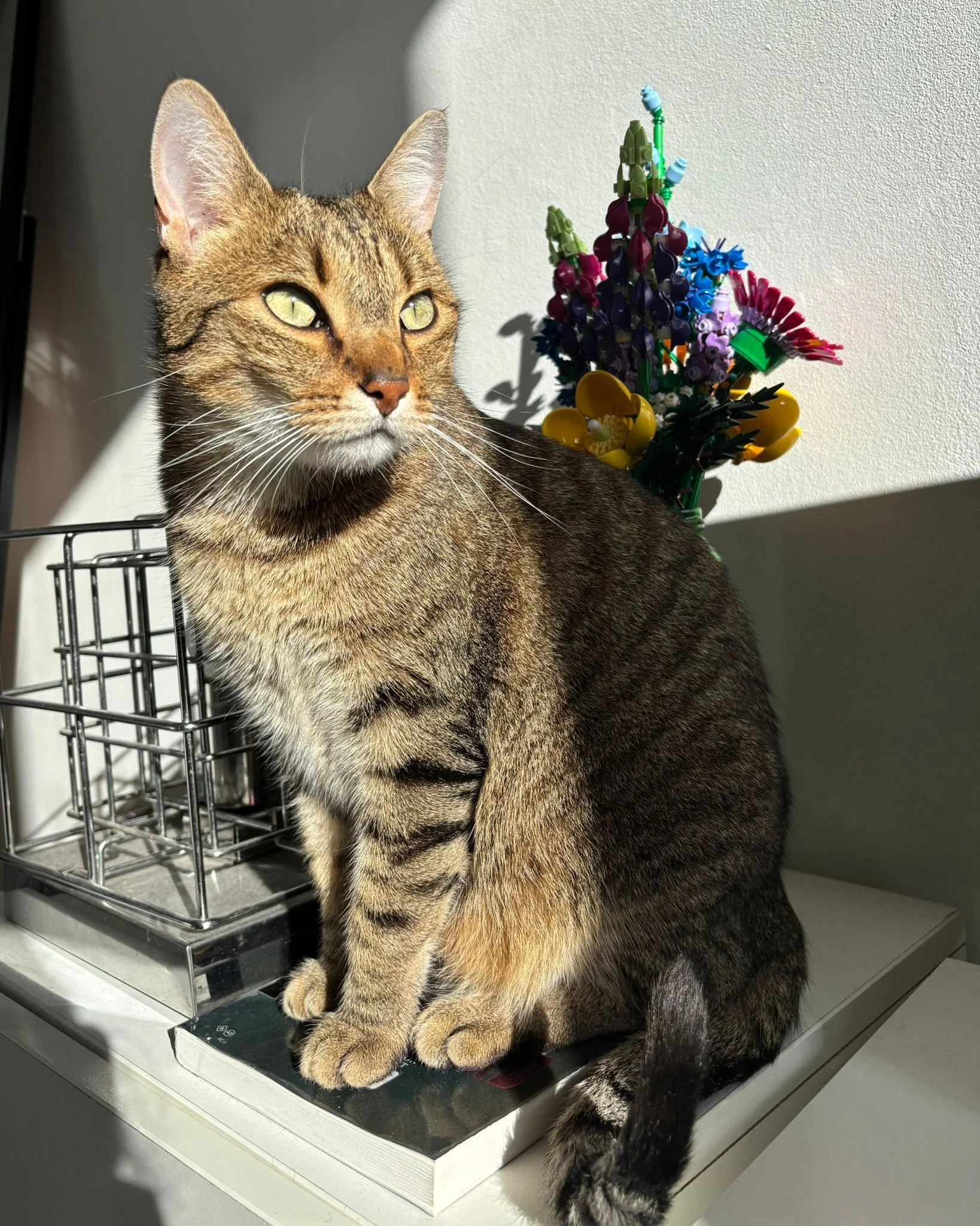 Un chat tacheté assis sur une balance, avec une plante de fleurs en plastique en arrière-plan et une lumière du soleil qui l'éclaire.