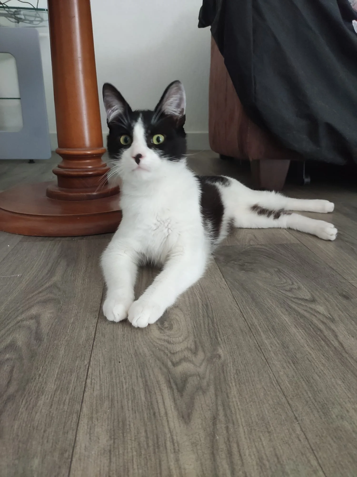 Un chat noir et blanc allongé sur un sol en bois, regardant droit devant avec des yeux expressifs.