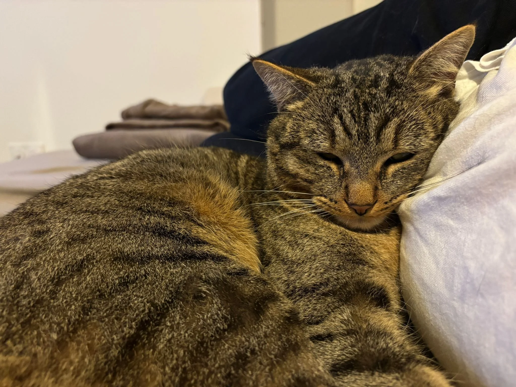 Deux chats tigrés couchés ensemble, l'un dormant avec la tête appuyée sur un coussin blanc.