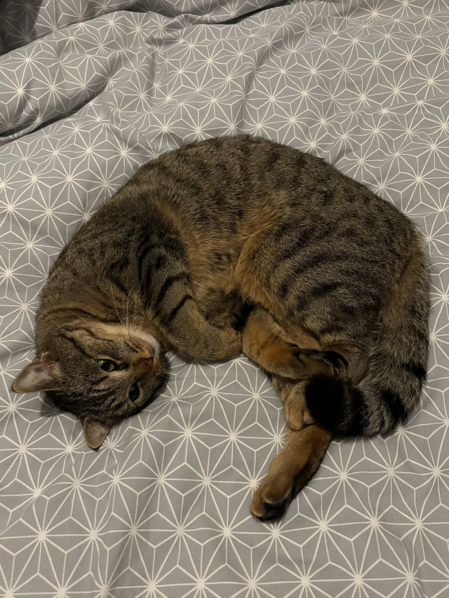 Un chat tigré marron allongé sur un lit avec motif géométrique blanc et gris, positionné en cercle avec ses pattes pliées.