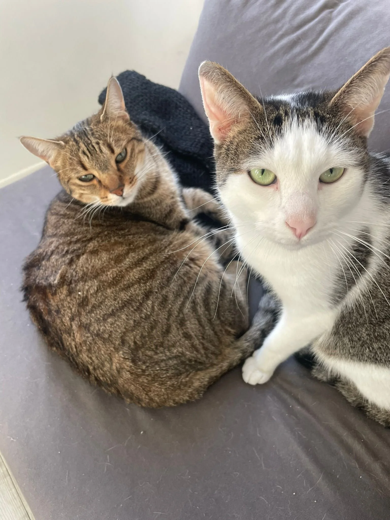 Deux chats assis sur un canapé gris. L'un est tacheté brun et gris, l'autre blanc avec du gris et du noir.