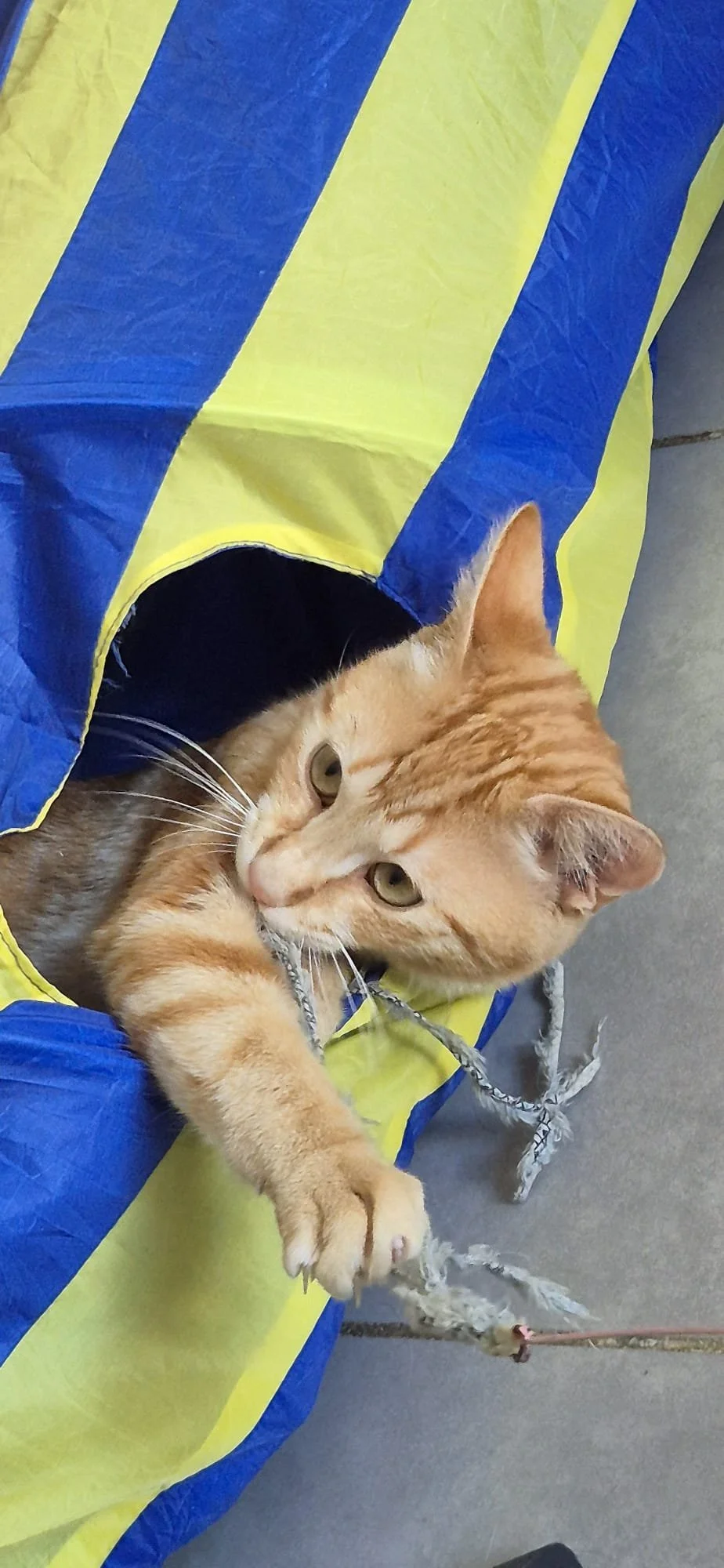 Un chat orange à rayures dans un tunnel en tissu bleu et jaune, jouant avec un jouet à plumes suspendu à une ficelle.