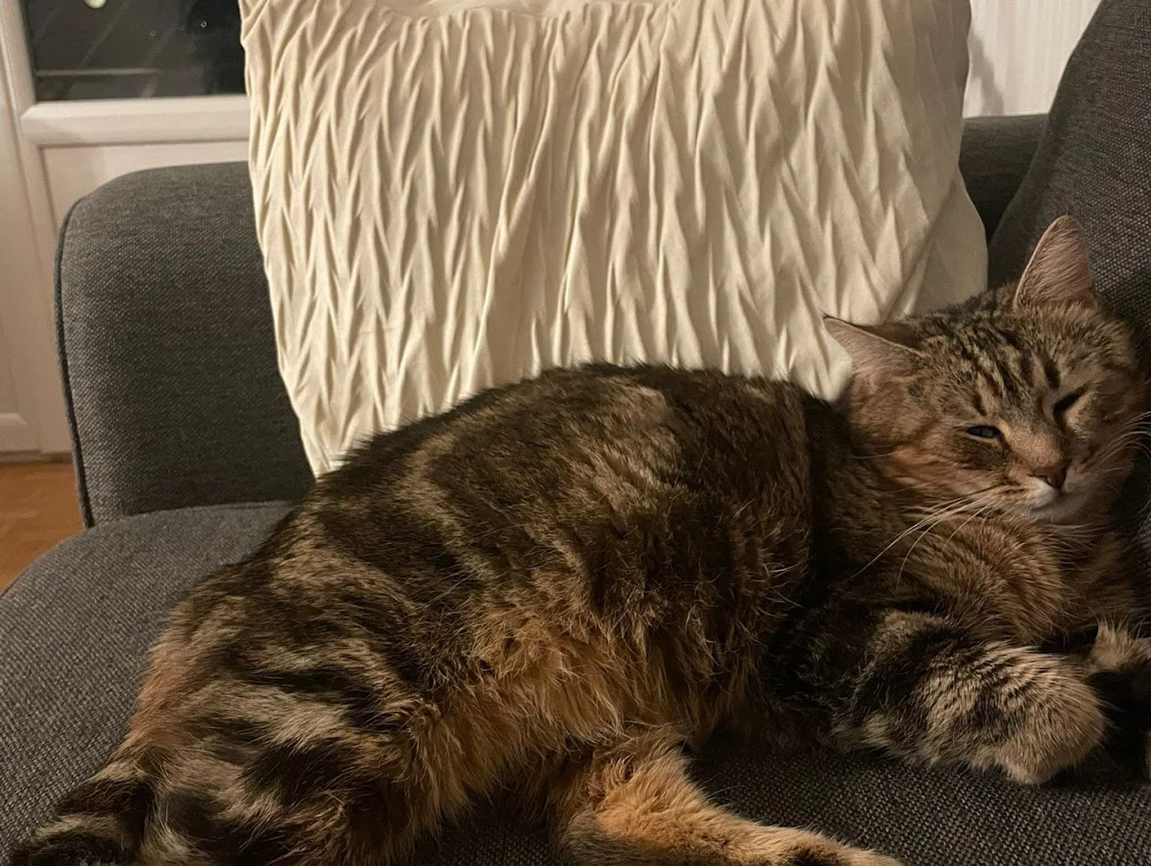 Un chat domestique tigré allongé sur un canapé, regardant l'objectif.