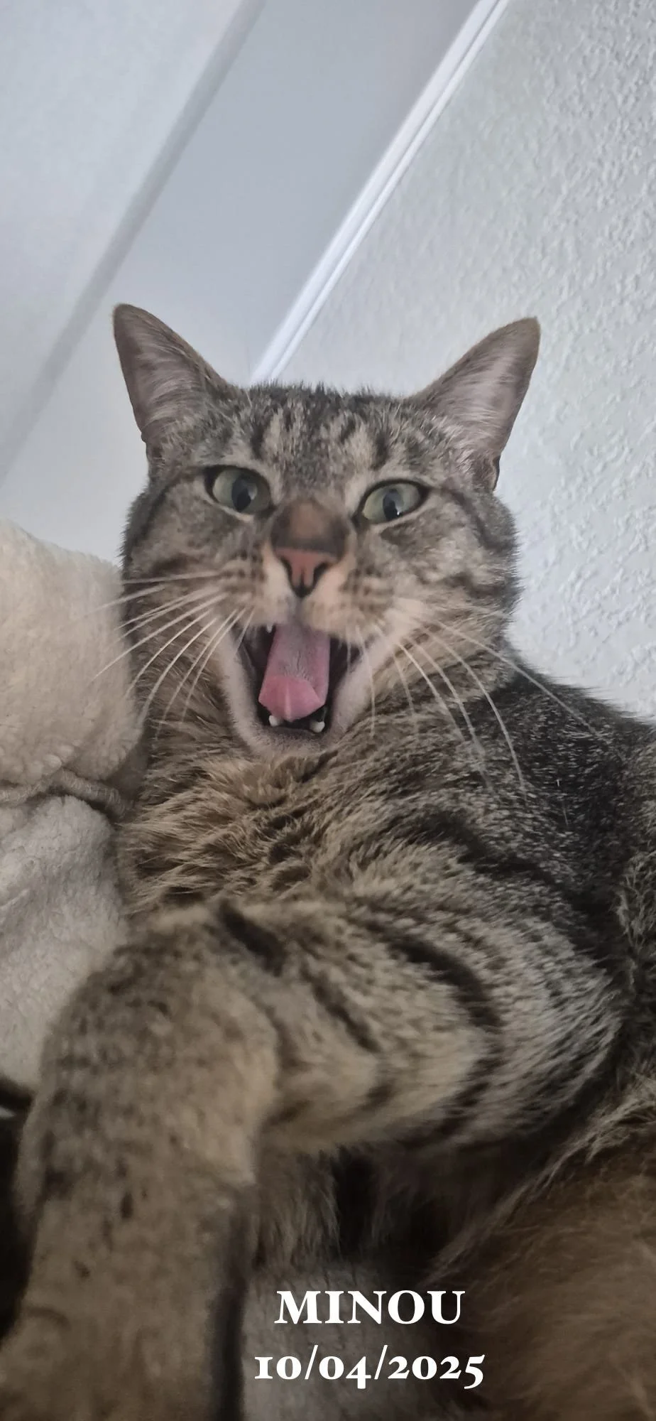 Un chat tigré avec la bouche ouverte, semblant miauler ou ronronner, face à l'objectif, avec texte en bas indiquant le nom Minou et la date 10/04/2025.