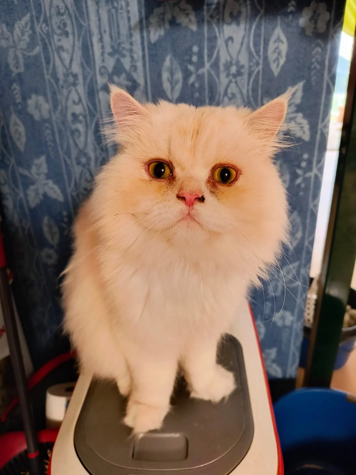 Chat blanc mignon avec des yeux jaunes, assis sur un appareil, fond en tissu bleu avec motif floral.