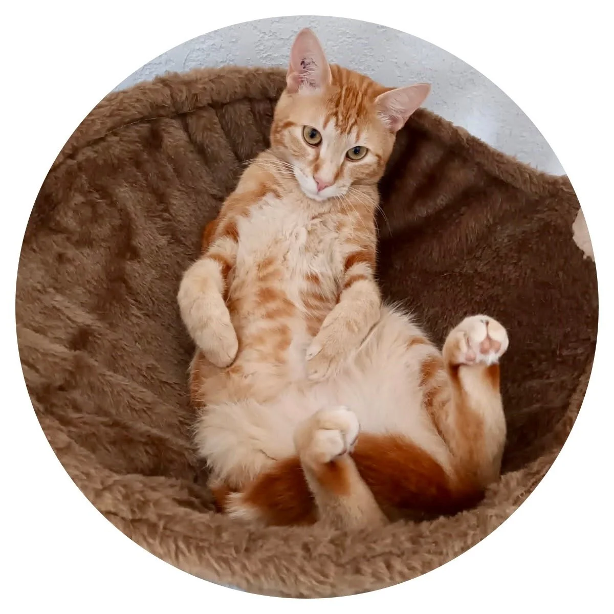 Chat orange allongé sur un lit doux et moelleux, regardant l'objectif