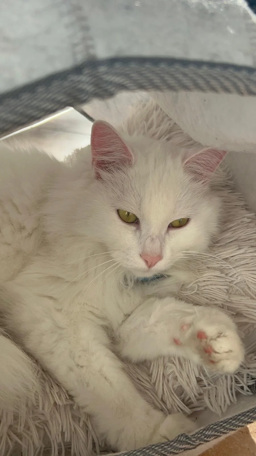 Un chat blanc allongé dans une niche rembourrée, vue de face, avec des yeux dorés et des pattes arrière visibles.