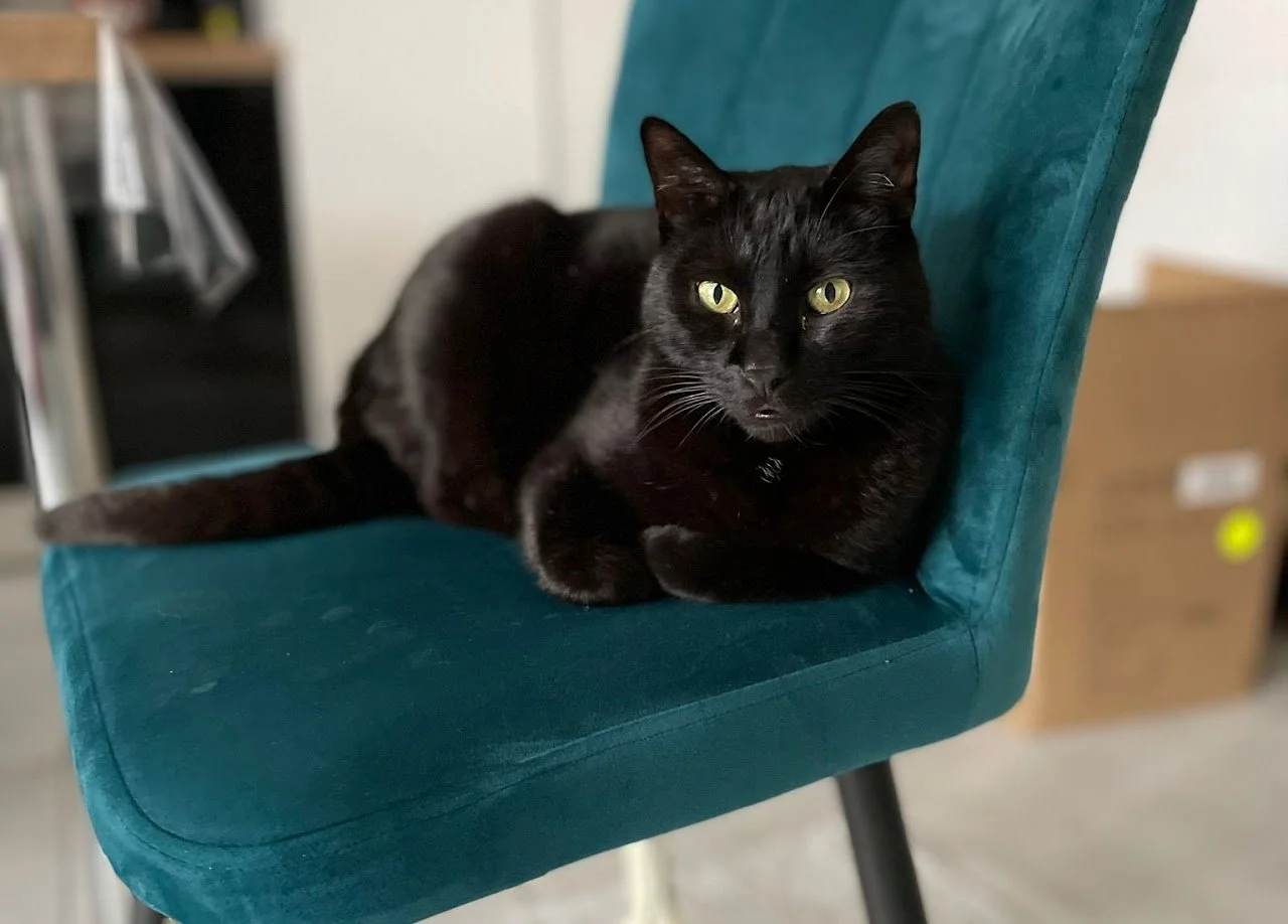 Un chat noir allongé sur une chaise en velours bleu, regardant fixement l'objectif.
