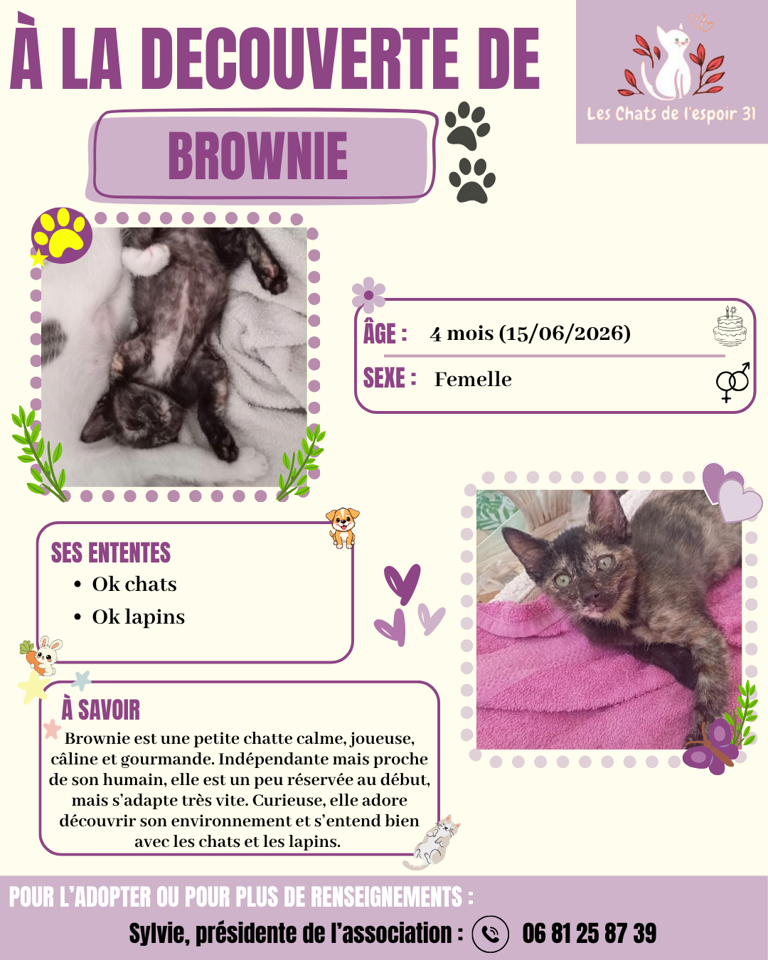 Brownie.png