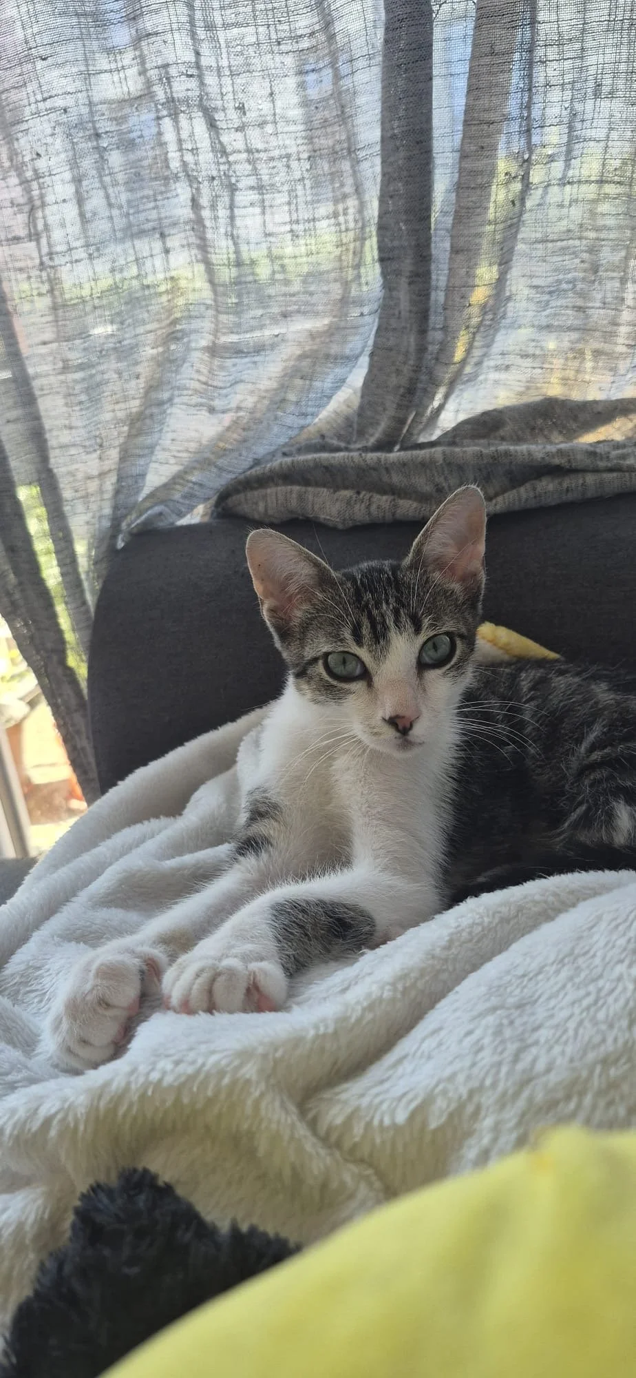 Un chaton gris et blanc allongé sur une couverture blanche, avec des rideaux translucides derrière.