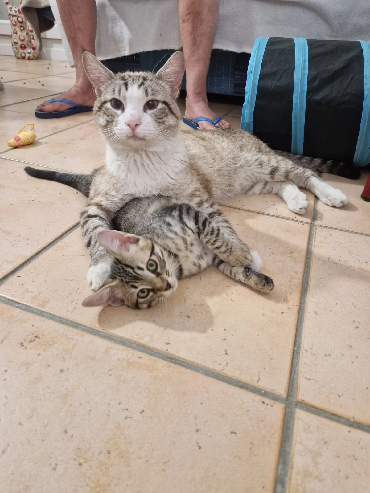 Deux chats, un plus grand et un plus petit, allongés sur un sol en carreaux, le plus grand semble veiller sur le plus petit. En arrière-plan, des jambes de personnes avec des sandales.