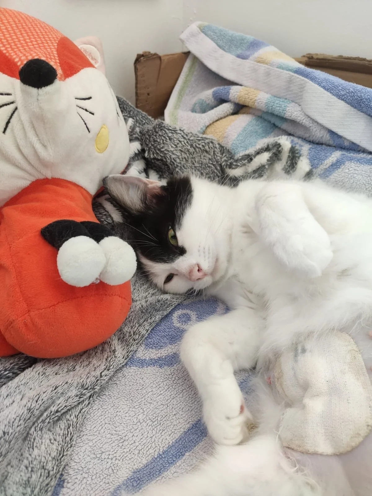 Un chat noir et blanc allongé sur un lit avec une peluche de chat orange et blanc d'allure mignonne, entouré de plusieurs serviettes colorées.