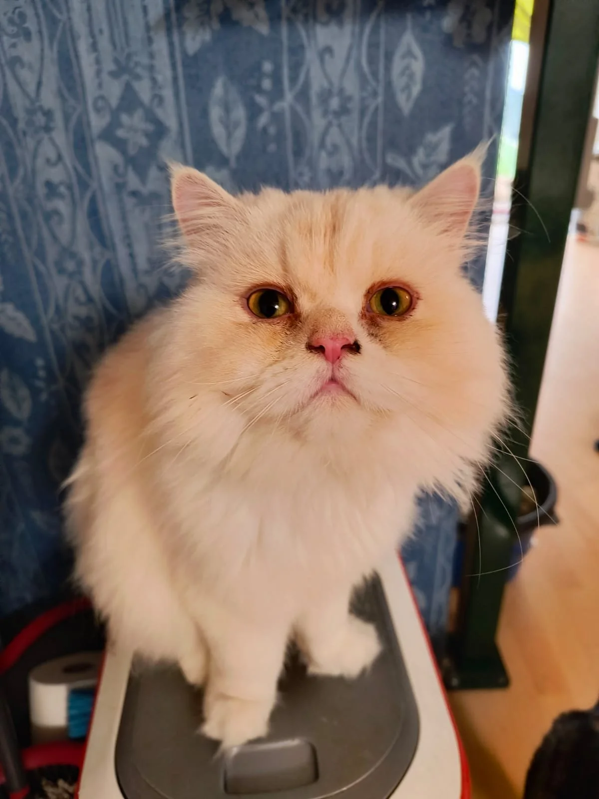 Un chat blanc à face plate avec des yeux jaunes, assis sur une plateforme de jeu ou un tapis en intérieur, avec un fond de mur en papier peint bleu avec un motif floral.