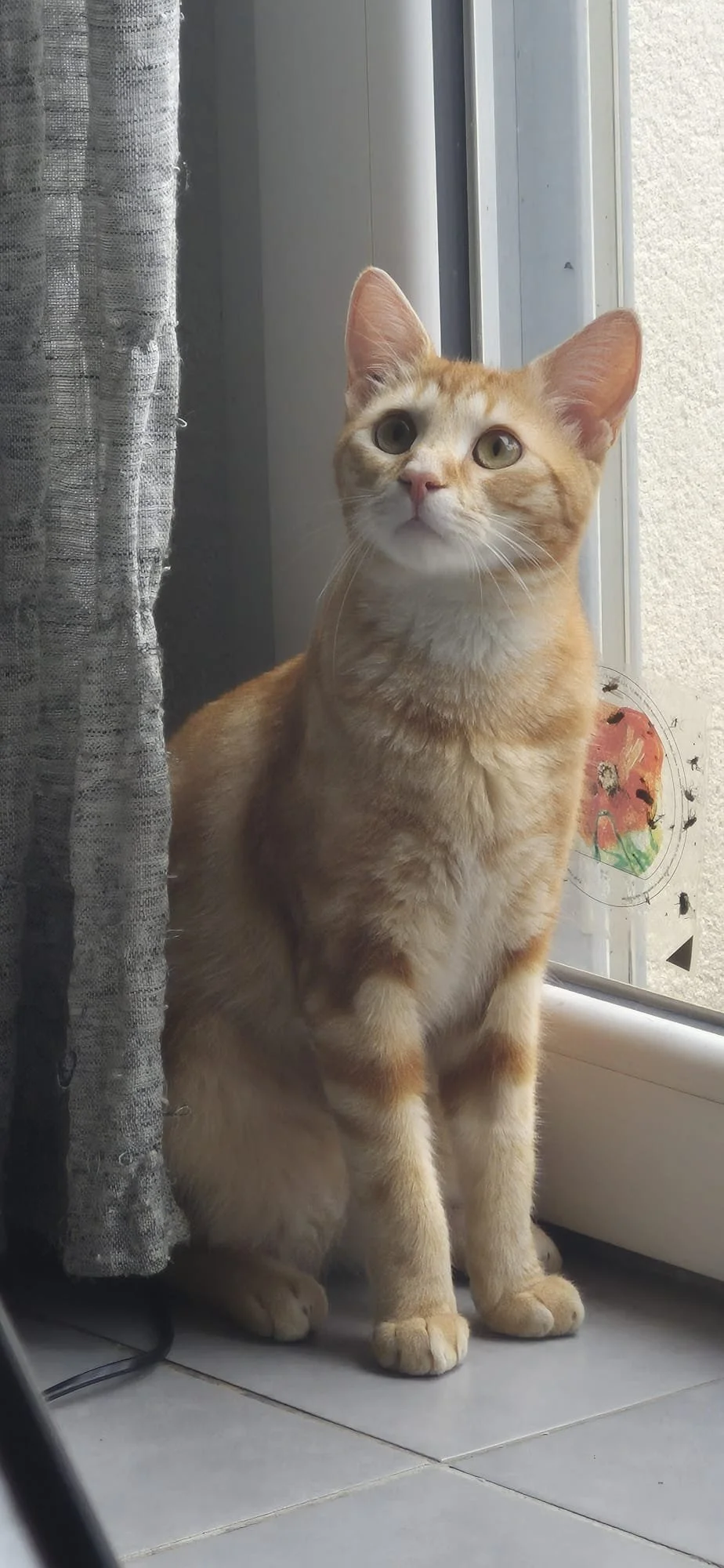 Chat orange assis près de la fenêtre à l'intérieur, regardant à l'extérieur.