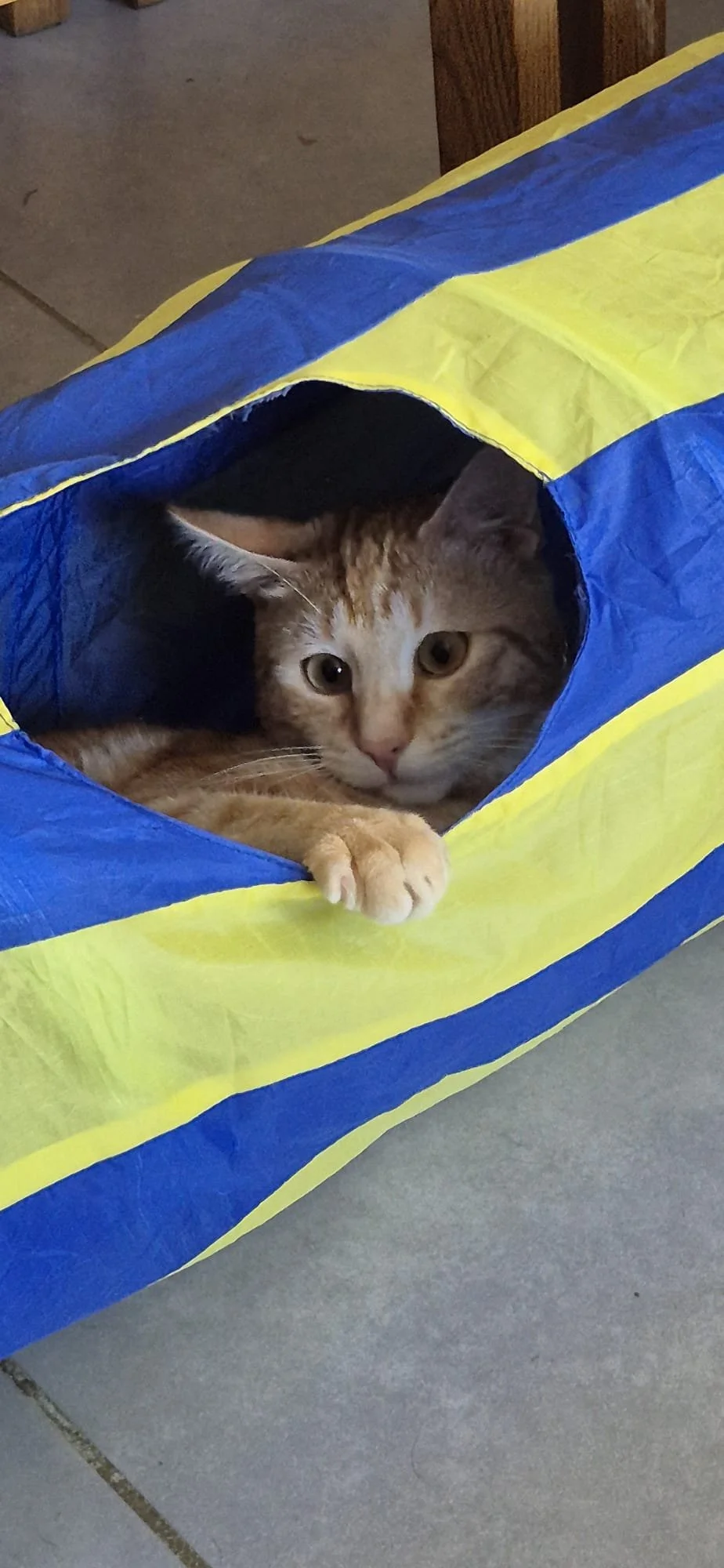 Un chat orange et blanc voit à travers un trou dans une sac de couleur bleu et jaune placé sur un sol en carrelage.