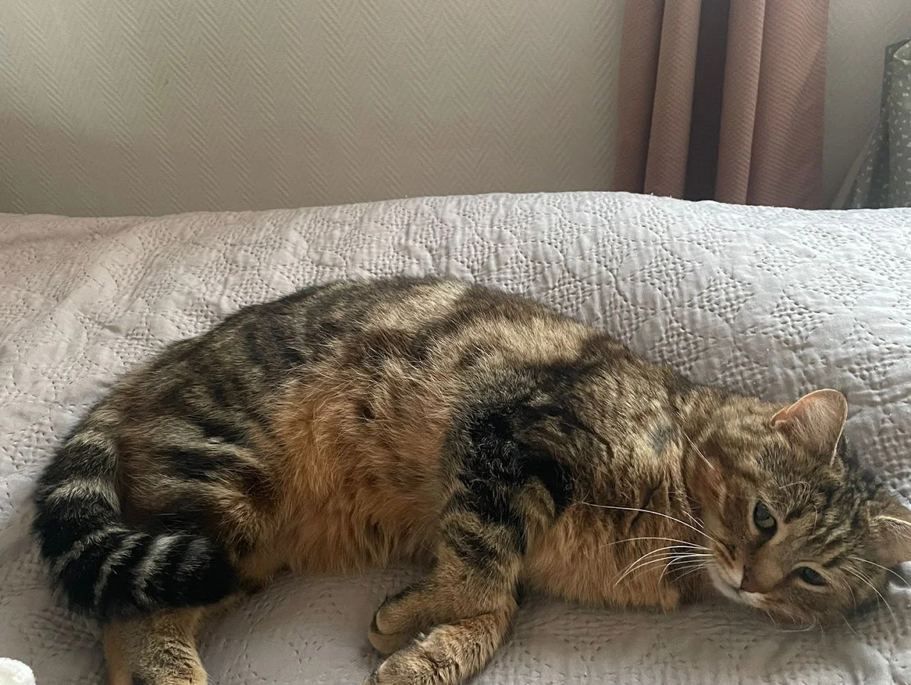 Un chat tigré allongé sur un lit à motif quilté, avec des rideaux roses et une parure de lit blanche.