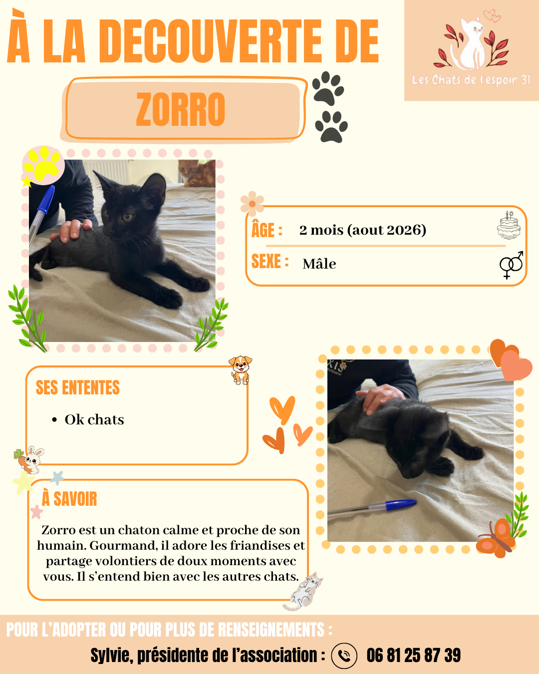 Zorro (2).png