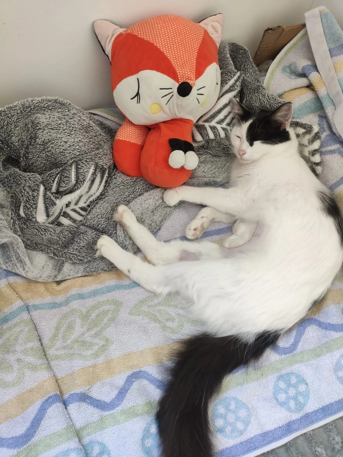 Un chat noir et blanc allongé sur un lit avec une couverture à rayures, près d'une peluche de renard rouge et blanche qui dort également.