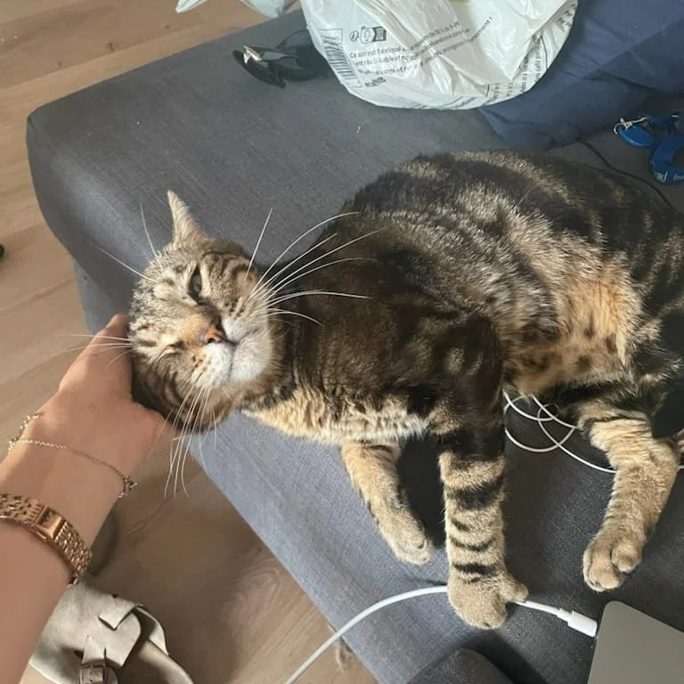 Un chat tacheté gris et noirillé étant caressé sous la tête par une personne