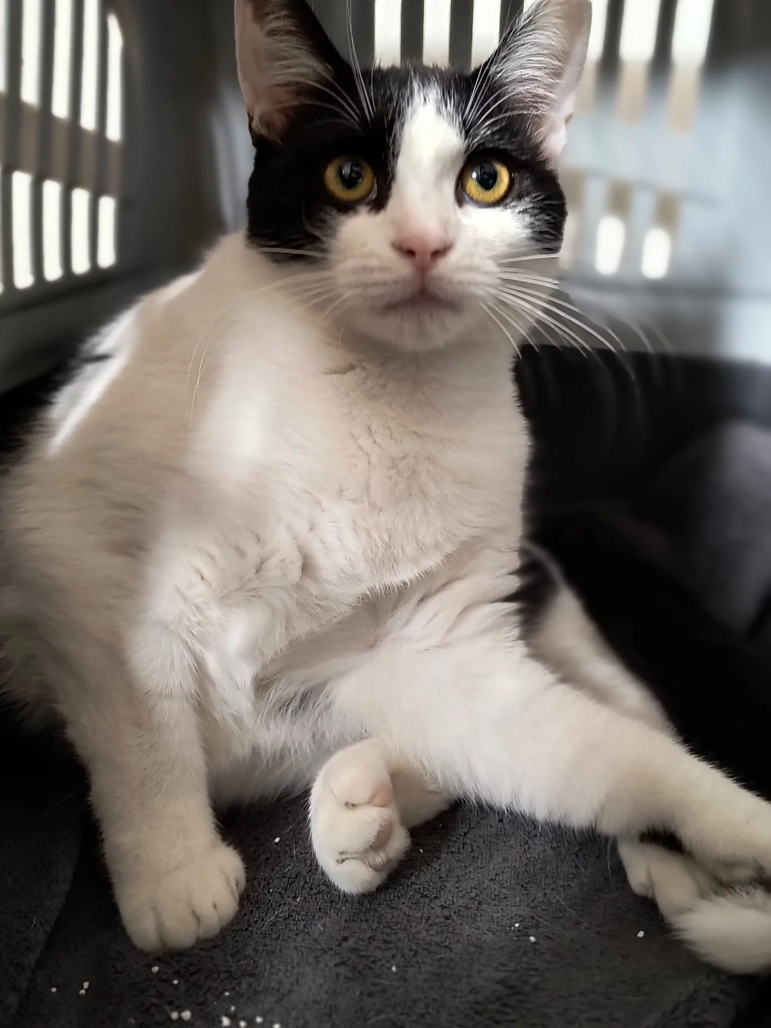 Chat noir et blanc avec des yeux dorés, assis dans une cage ou un espace fermé.