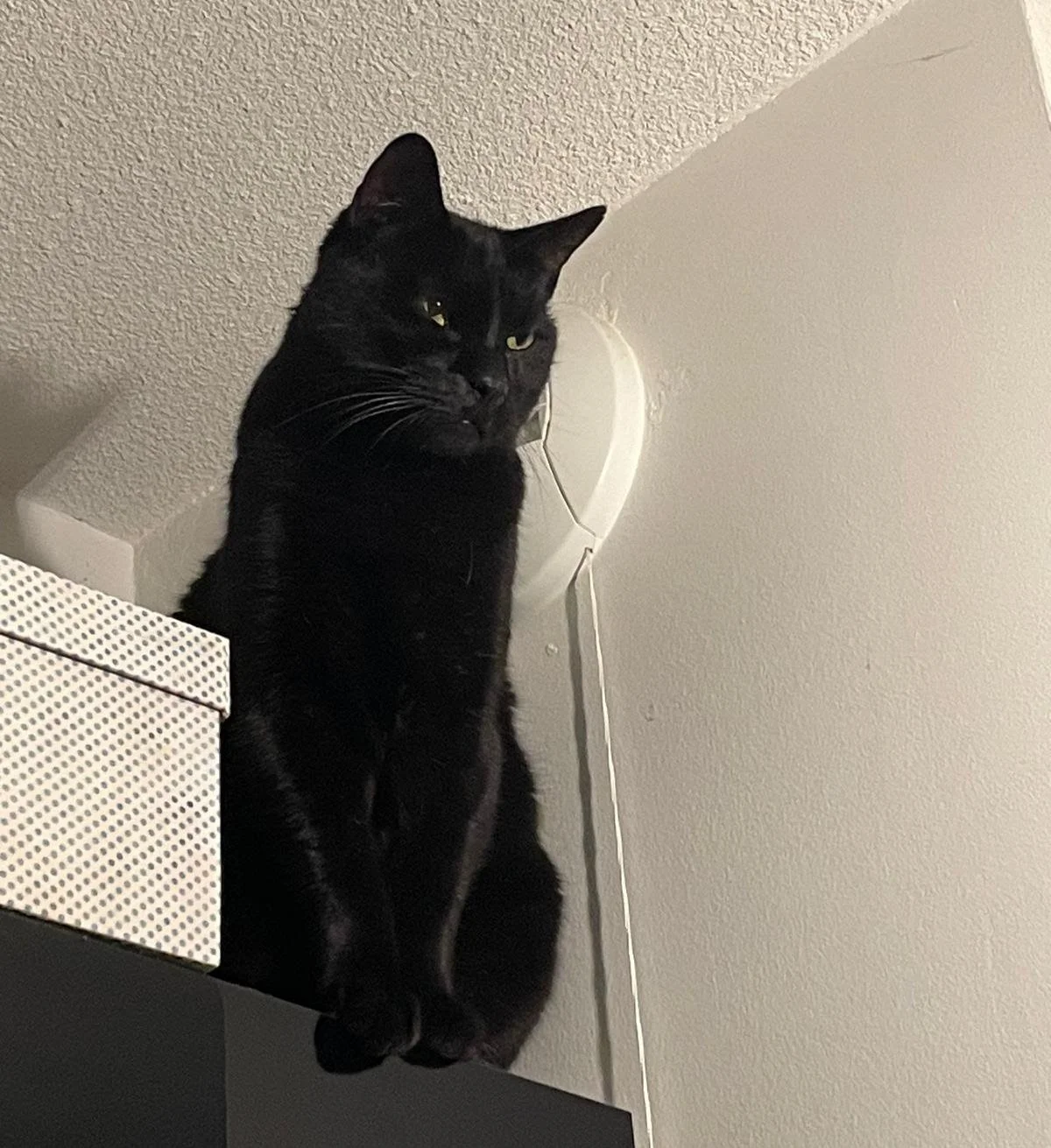 Chat noir assis sur une étagère en dessous d'une sortie d'air, à côté d'une boîte à motifs.