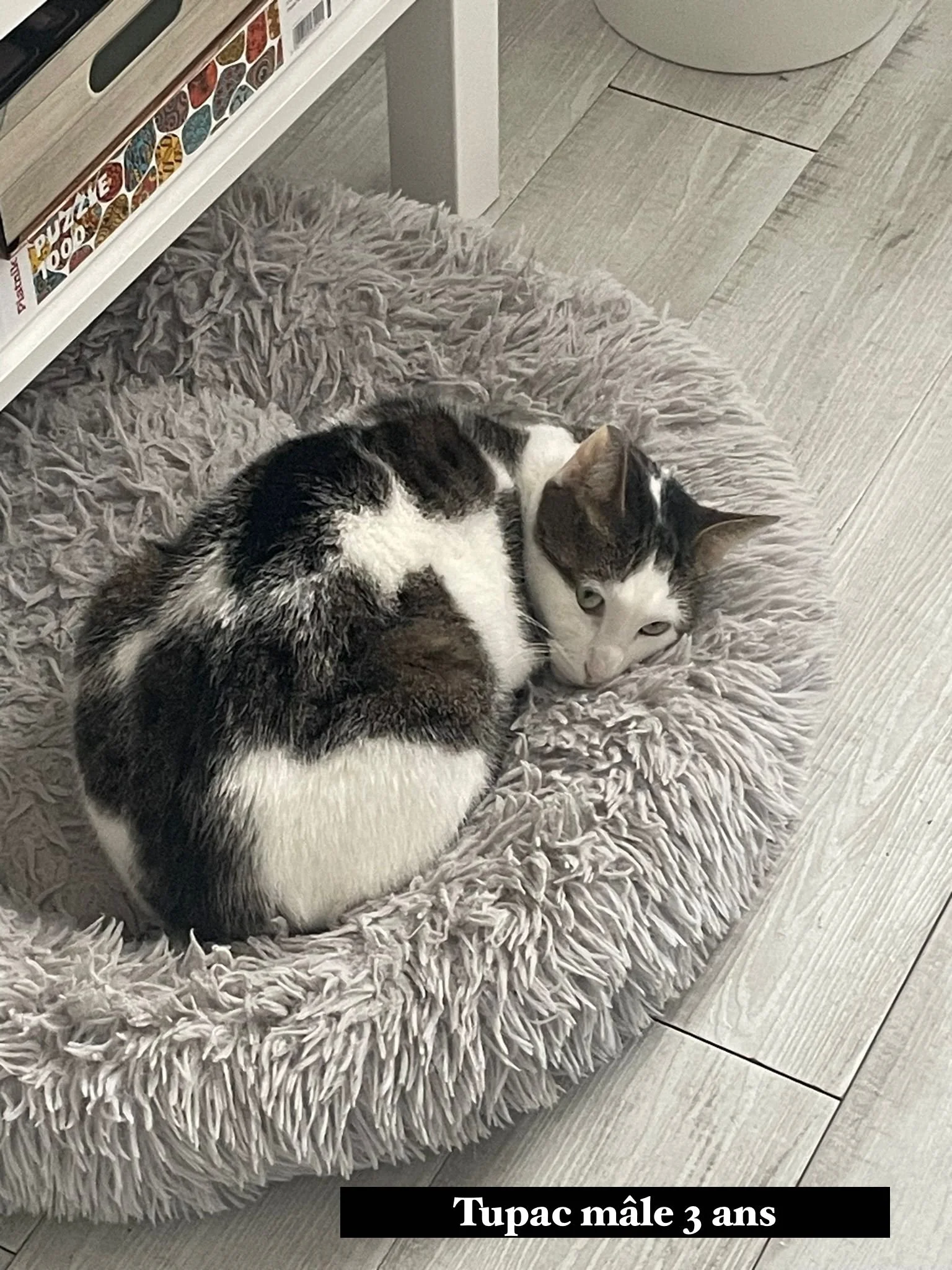 Chat mâle de 3 ans, avec un pelage blanc et noir, allongé dans un lit pour chat en peluche mauve, sur un sol en bois clair.
