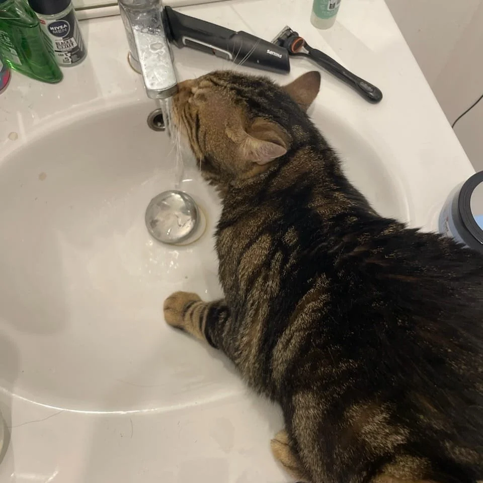 Un chat tacheté regardant le robinet de la salle de bain sous lequel l'eau coule.