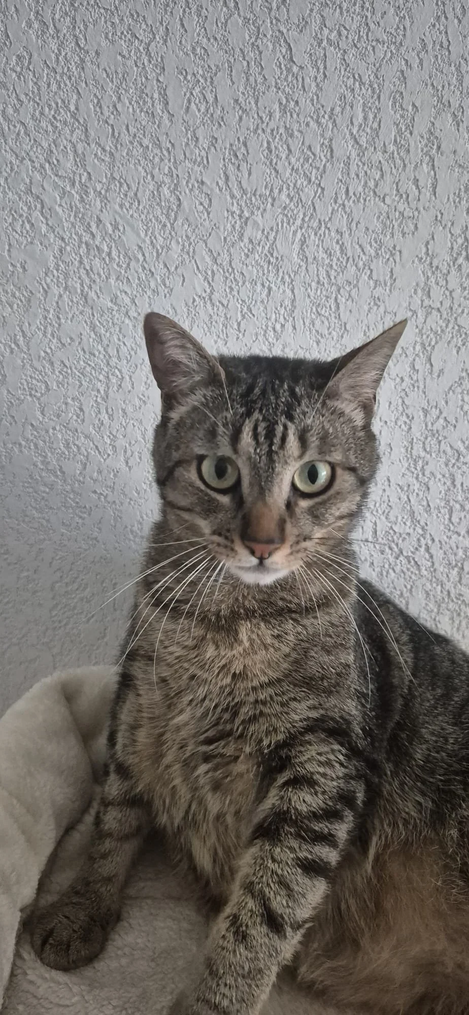 Un chat tigré avec des yeux verts assis sur une surface en tissu près d'un mur texturé blanc.