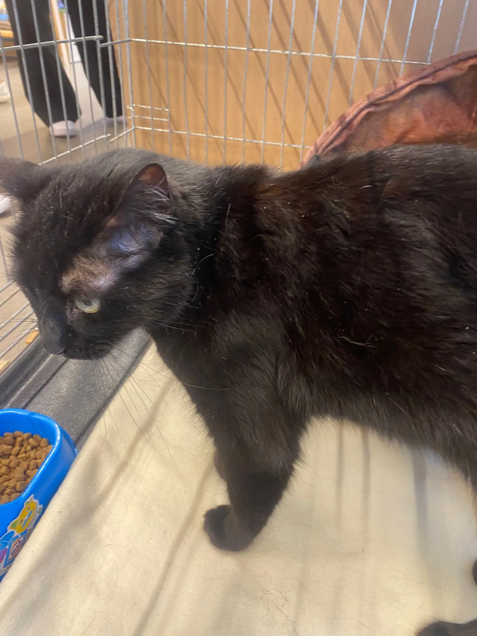 Un chat noir mangeant dans une gamelle de nourriture pour animaux.