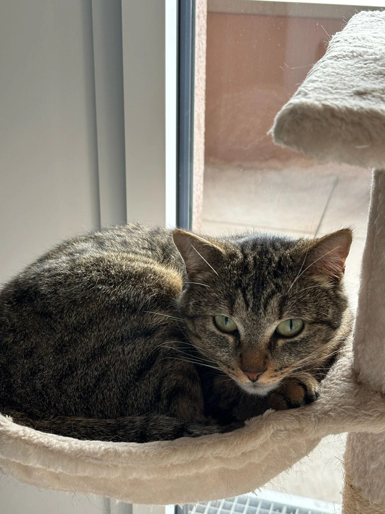 Un chat tigré gris assis dans un hamac beige près d'une fenêtre.