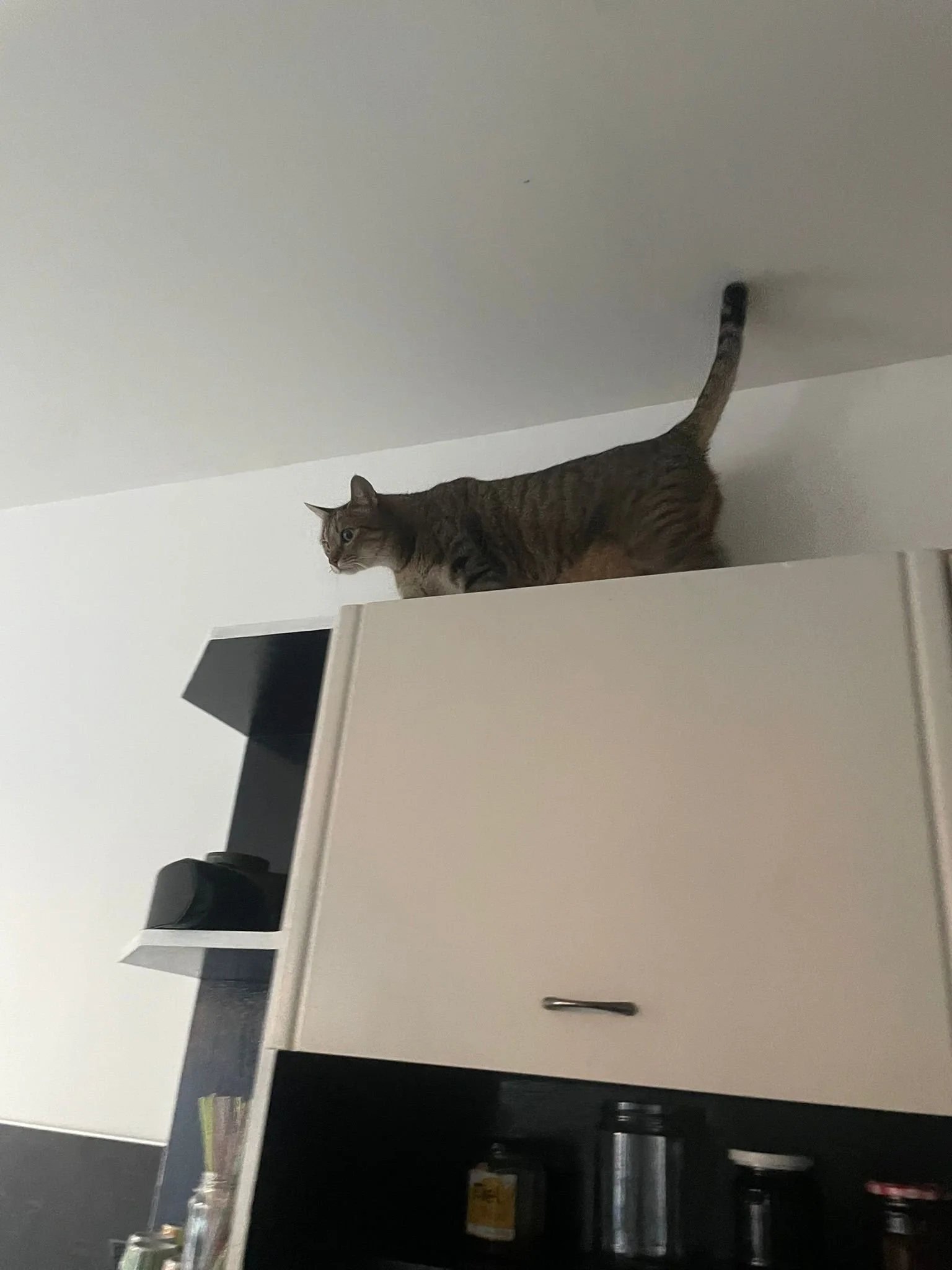 Un chat tigré marchant sur une étagère ou un meuble en hauteur dans une pièce intérieure.