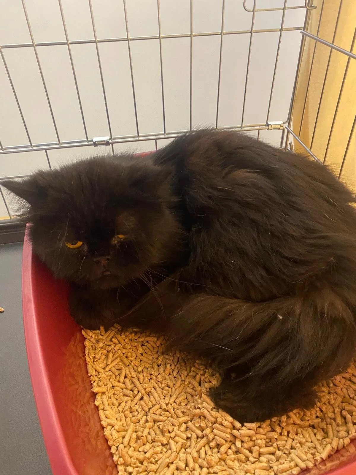 Un chat noir allongé dans une litère en plastique rouge, avec des croquettes pour chat. La litière est placée à l'intérieur d'une cage en métal.